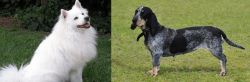 Indian Spitz vs Basset Bleu de Gascogne - Breed Comparison