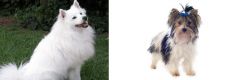 Indian Spitz vs Biewer - Breed Comparison