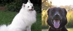 Indian Spitz vs Borador - Breed Comparison