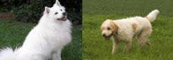 Indian Spitz vs Briquet Griffon Vendeen - Breed Comparison