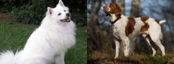 Indian Spitz vs Brittany - Breed Comparison