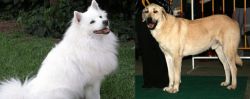 Indian Spitz vs Central Anatolian Shepherd - Breed Comparison