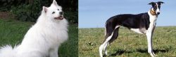 Indian Spitz vs Chart Polski - Breed Comparison