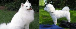 Indian Spitz vs Franzuskaya Bolonka - Breed Comparison