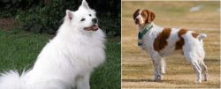 Indian Spitz vs French Brittany - Breed Comparison