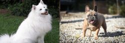 Indian Spitz vs French Bulldog - Breed Comparison