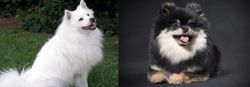 Indian Spitz vs German Spitz (Klein) - Breed Comparison
