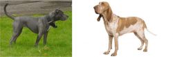 Irish Bull Terrier vs Bracco Italiano - Breed Comparison