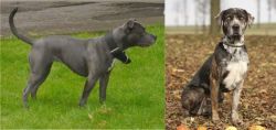 Irish Bull Terrier vs Catahoula Leopard - Breed Comparison