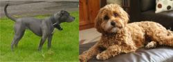 Irish Bull Terrier vs Cavapoo - Breed Comparison