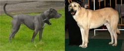 Irish Bull Terrier vs Central Anatolian Shepherd - Breed Comparison