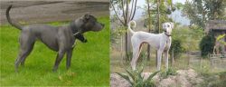 Irish Bull Terrier vs Chippiparai - Breed Comparison