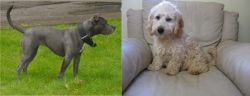 Irish Bull Terrier vs Cockachon - Breed Comparison