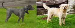 Irish Bull Terrier vs Dutch Smoushond - Breed Comparison