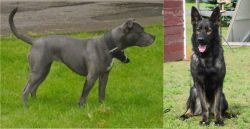 Irish Bull Terrier vs East German Shepherd - Breed Comparison