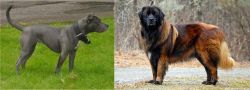 Irish Bull Terrier vs Estrela Mountain Dog - Breed Comparison