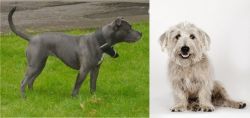 Irish Bull Terrier vs Glen of Imaal Terrier - Breed Comparison