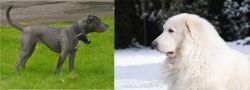 Irish Bull Terrier vs Great Pyrenees - Breed Comparison
