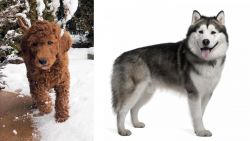 Irish Doodles vs Alaskan Malamute - Breed Comparison