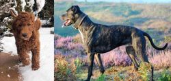 Irish Doodles vs Alaunt - Breed Comparison