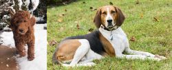 Irish Doodles vs American English Coonhound - Breed Comparison