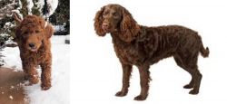 Irish Doodles vs American Water Spaniel - Breed Comparison