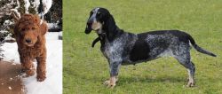 Irish Doodles vs Basset Bleu de Gascogne - Breed Comparison
