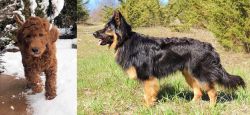 Irish Doodles vs Bohemian Shepherd - Breed Comparison
