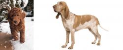 Irish Doodles vs Bracco Italiano - Breed Comparison