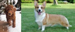 Irish Doodles vs Cardigan Welsh Corgi - Breed Comparison