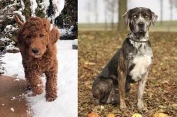 Irish Doodles vs Catahoula Leopard - Breed Comparison