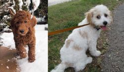 Irish Doodles vs Cavachon - Breed Comparison