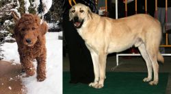 Irish Doodles vs Central Anatolian Shepherd - Breed Comparison