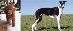 Irish Doodles vs Chart Polski - Breed Comparison