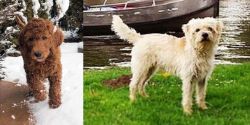 Irish Doodles vs Dutch Smoushond - Breed Comparison
