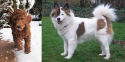 Irish Doodles vs Elo - Breed Comparison