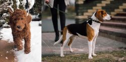 Irish Doodles vs Estonian Hound - Breed Comparison
