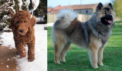 Irish Doodles vs Eurasier - Breed Comparison