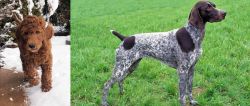 Irish Doodles vs German Shorthaired Pointer - Breed Comparison