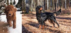 Irish Doodles vs Gordon Setter - Breed Comparison