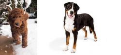 Irish Doodles vs Greater Swiss Mountain Dog - Breed Comparison