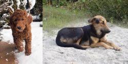 Irish Doodles vs Indian Pariah Dog - Breed Comparison