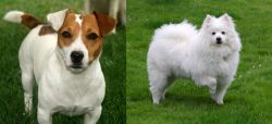 Irish Jack Russell vs American Eskimo Dog - Breed Comparison