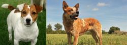 Irish Jack Russell vs Australian Red Heeler - Breed Comparison