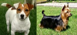 Irish Jack Russell vs Australian Silky Terrier - Breed Comparison