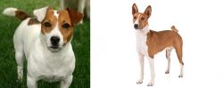 Irish Jack Russell vs Basenji - Breed Comparison