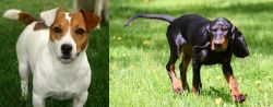 Irish Jack Russell vs Black and Tan Coonhound - Breed Comparison