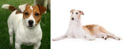 Irish Jack Russell vs Borzoi - Breed Comparison