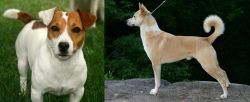 Irish Jack Russell vs Canaan Dog - Breed Comparison