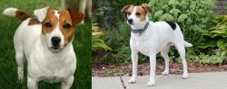 Irish Jack Russell vs Danish Swedish Farmdog - Breed Comparison